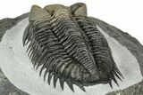 Multi-Toned Coltraneia Trilobite Fossil - Top Quality Specimen #300546-4